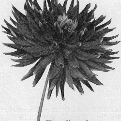 Ballego Holland 1936-1939